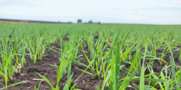 Innovative Wheat and Triticale Varieties Show Promise in Suzdal Field Trials