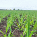Innovative Wheat and Triticale Varieties Show Promise in Suzdal Field Trials