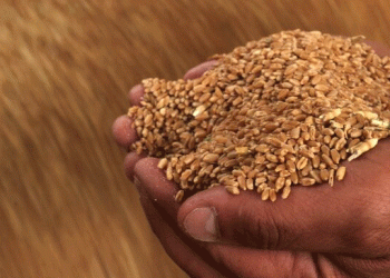 Syria’s Wheat Crisis: Drought, War, and a Looming Famine for 16 Million