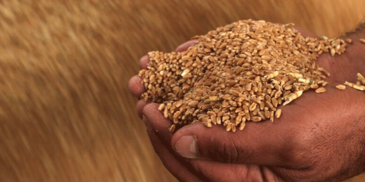 Syria’s Wheat Crisis: Drought, War, and a Looming Famine for 16 Million