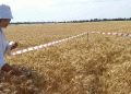Boosting Crop Quality and Yield: Latest Insights from Seed Certification in Stavropol Krai