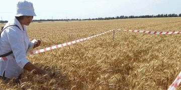 Boosting Crop Quality and Yield: Latest Insights from Seed Certification in Stavropol Krai