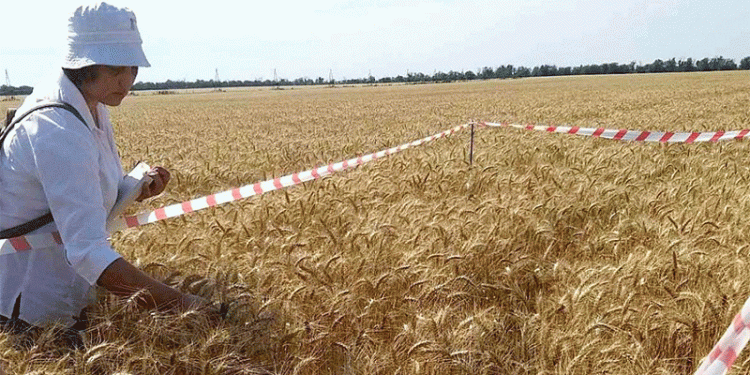 Boosting Crop Quality and Yield: Latest Insights from Seed Certification in Stavropol Krai