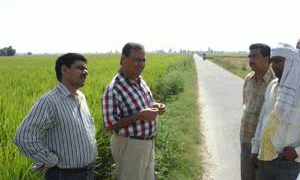 CSR 30: The Salt-Tolerant Basmati Rice Revolutionizing Farming in Saline Soils