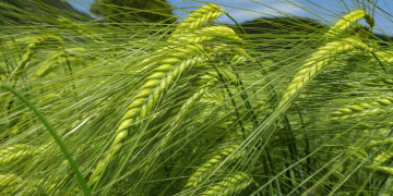 Testing Russian-Bred Wheat and Barley Varieties in LPR: Promising Results Under Challenging Conditions