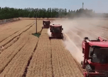 Strong Start to Summer Wheat Procurement: Policy Support Ensures Smooth Sales for Farmers