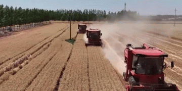 Strong Start to Summer Wheat Procurement: Policy Support Ensures Smooth Sales for Farmers