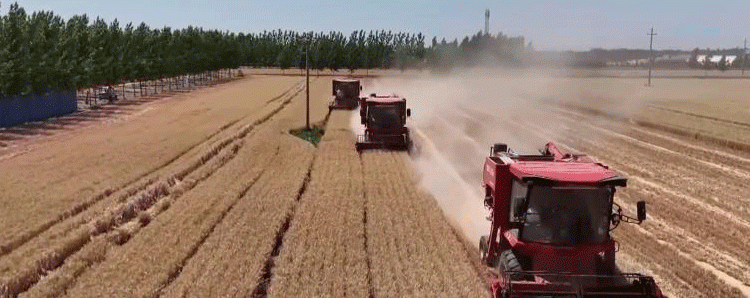 Strong Start to Summer Wheat Procurement: Policy Support Ensures Smooth Sales for Farmers