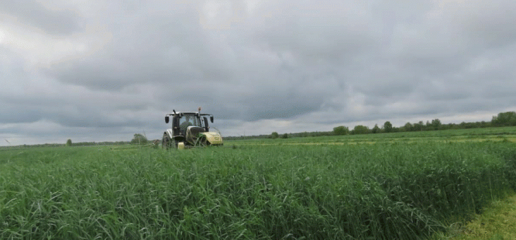 Contaminated Barley Shipments Raise Alarm: Pesticide Risks in Animal Feed Demand Stricter Controls
