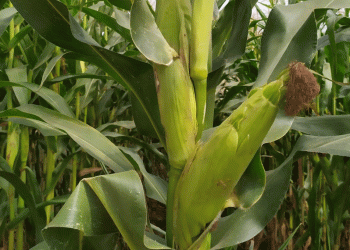 Corn Sowing in Predgorny District: High Hopes for a 54,000-Ton Harvest