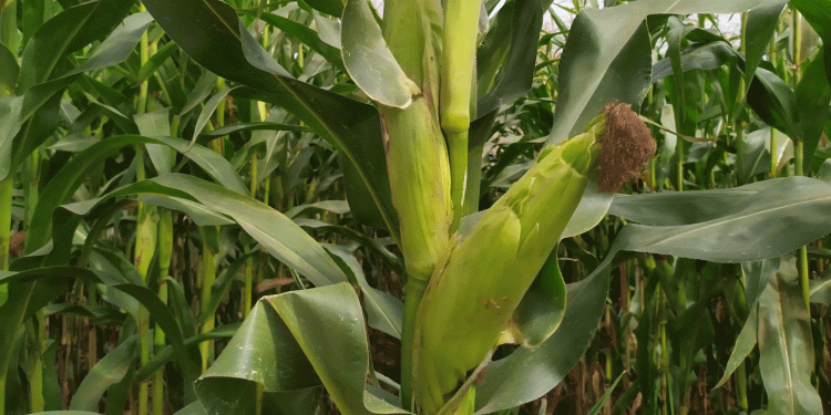 Corn Sowing in Predgorny District: High Hopes for a 54,000-Ton Harvest
