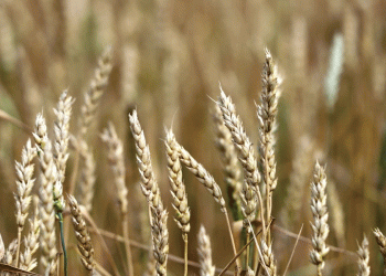 Kazakhstan’s Winter Wheat Outlook: Average Yields Predicted Amid Regional Variability