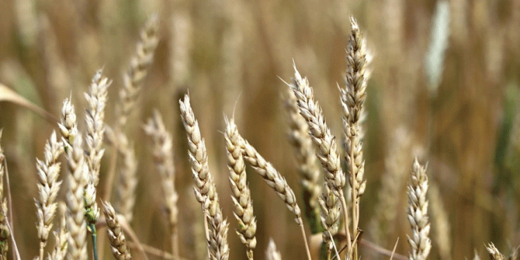 Kazakhstan’s Winter Wheat Outlook: Average Yields Predicted Amid Regional Variability