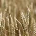 Kazakhstan’s Winter Wheat Outlook: Average Yields Predicted Amid Regional Variability