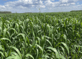 Winter Wheat in Northern Kazakhstan: A Bold Experiment Pays Off with 30% Higher Yields