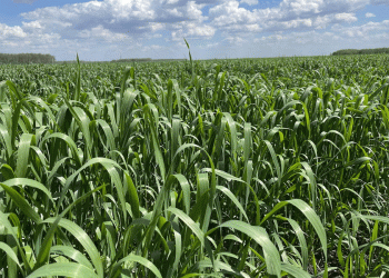 Winter Wheat in Northern Kazakhstan: A Bold Experiment Pays Off with 30% Higher Yields