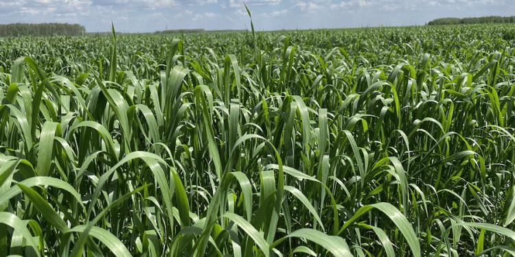 Winter Wheat in Northern Kazakhstan: A Bold Experiment Pays Off with 30% Higher Yields