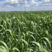 Winter Wheat in Northern Kazakhstan: A Bold Experiment Pays Off with 30% Higher Yields