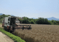 Triticale Breakthrough: South Korea’s First Organic Seed Harvest Paves the Way for Sustainable Farming