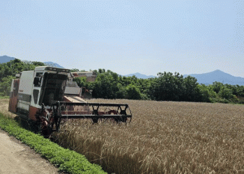 Triticale Breakthrough: South Korea’s First Organic Seed Harvest Paves the Way for Sustainable Farming