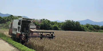 Triticale Breakthrough: South Korea’s First Organic Seed Harvest Paves the Way for Sustainable Farming
