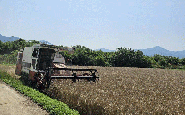 Triticale Breakthrough: South Korea’s First Organic Seed Harvest Paves the Way for Sustainable Farming