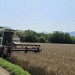 Triticale Breakthrough: South Korea’s First Organic Seed Harvest Paves the Way for Sustainable Farming