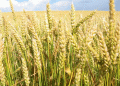 Climate Change Slashes Global Wheat Yields by 10% – What Farmers and Scientists Must Do Now