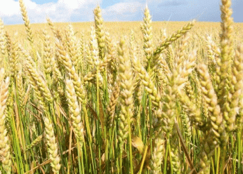 Climate Change Slashes Global Wheat Yields by 10% – What Farmers and Scientists Must Do Now