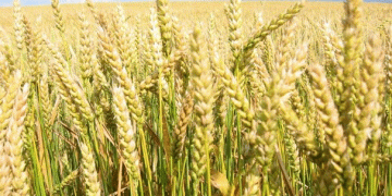 Climate Change Slashes Global Wheat Yields by 10% – What Farmers and Scientists Must Do Now