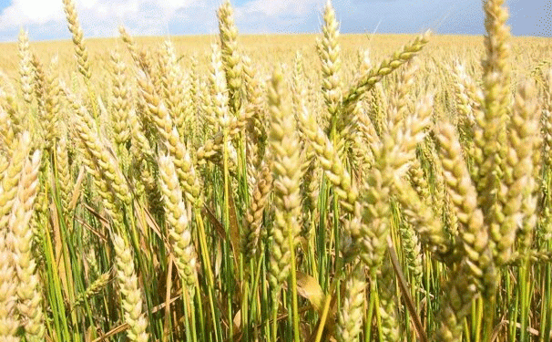 Climate Change Slashes Global Wheat Yields by 10% – What Farmers and Scientists Must Do Now