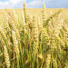 Climate Change Slashes Global Wheat Yields by 10% – What Farmers and Scientists Must Do Now
