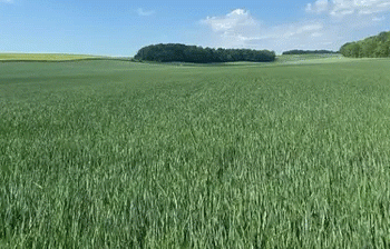 Drought Threatens Northern France’s Winter Crops: Will Rain Save the Season?