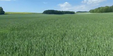 Drought Threatens Northern France’s Winter Crops: Will Rain Save the Season?