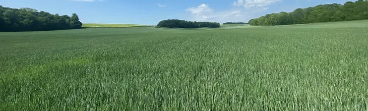 Drought Threatens Northern France’s Winter Crops: Will Rain Save the Season?