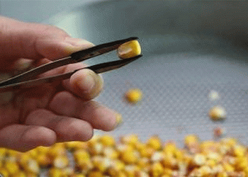 Southern Corn Leaf Blight Outbreak: Serbia’s Infected Corn Shipment Blocked at Russian Border – What Farmers Need to Know