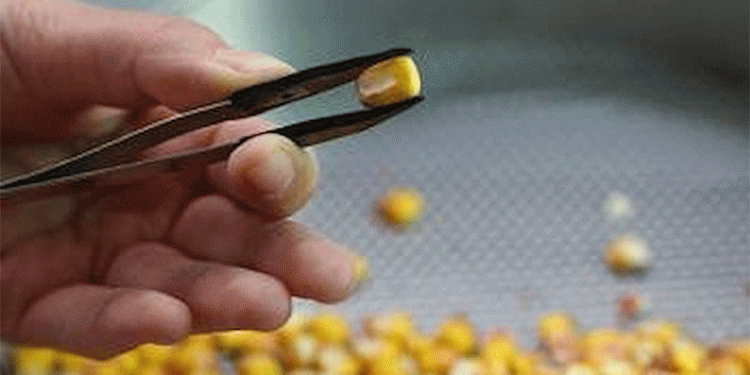 Southern Corn Leaf Blight Outbreak: Serbia’s Infected Corn Shipment Blocked at Russian Border – What Farmers Need to Know