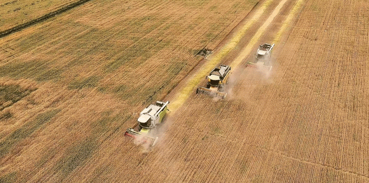 Smart Harvest: How Xinjiang is Leading the Way in Efficient and Sustainable Wheat Mechanization