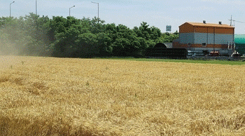 Wheat Harvest 2024: Recovery Amid Challenges, Yet Self-Sufficiency Goals Remain Elusive