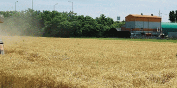 Wheat Harvest 2024: Recovery Amid Challenges, Yet Self-Sufficiency Goals Remain Elusive