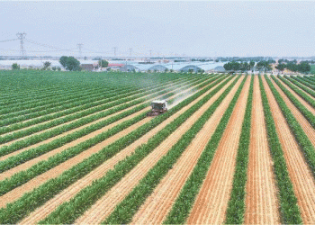 Revolutionizing Grain Production: China’s “Three Crops, Three Harvests” Model Boosts Wheat and Corn Yields