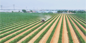 Revolutionizing Grain Production: China’s “Three Crops, Three Harvests” Model Boosts Wheat and Corn Yields