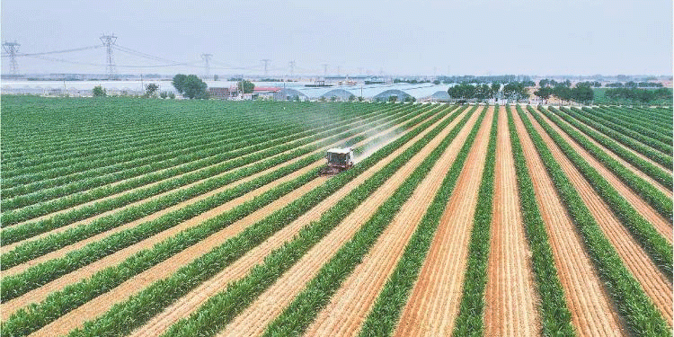 Revolutionizing Grain Production: China’s “Three Crops, Three Harvests” Model Boosts Wheat and Corn Yields