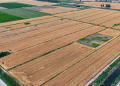 Record Wheat Harvest in Langfang: How Modern Farming Techniques Boost Yields and Efficiency