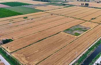 Record Wheat Harvest in Langfang: How Modern Farming Techniques Boost Yields and Efficiency