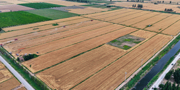 Record Wheat Harvest in Langfang: How Modern Farming Techniques Boost Yields and Efficiency
