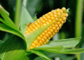 Ukrainian Corn Prices Set to Drop in June: Market Trends and Global Competition