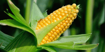 Ukrainian Corn Prices Set to Drop in June: Market Trends and Global Competition