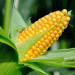 Ukrainian Corn Prices Set to Drop in June: Market Trends and Global Competition