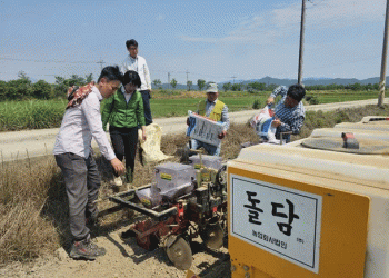 Cheongja No. 5’ Black Soybean: A High-Profit Crop Revolutionizing Paddy Field Diversification